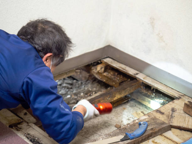 Best Black Mold Removal  in Aust, IN