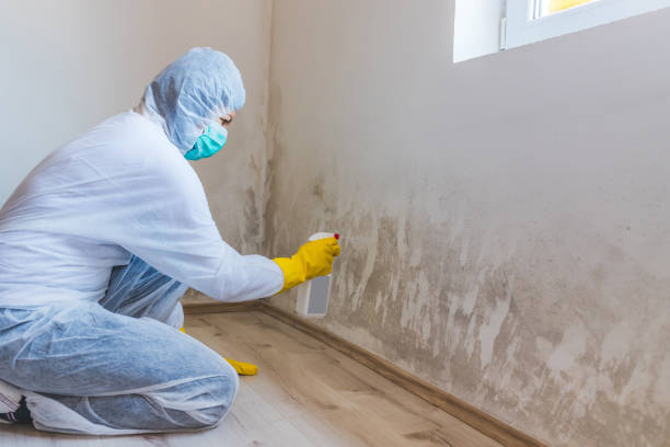 Best Commercial Mold Removal  in Aust, IN