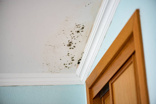 Best Emergency Mold Removal  in Aust, IN